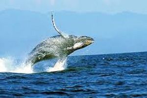 Actividad - PIK - Tour Observacion de Ballenas