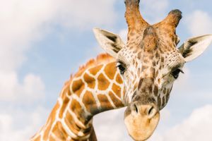 Actividad - Entrada al Wild Florida Drive-Thru Safari Park: solo entrada