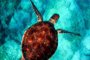 Actividad - Caretta-Caretta Turtle Trip