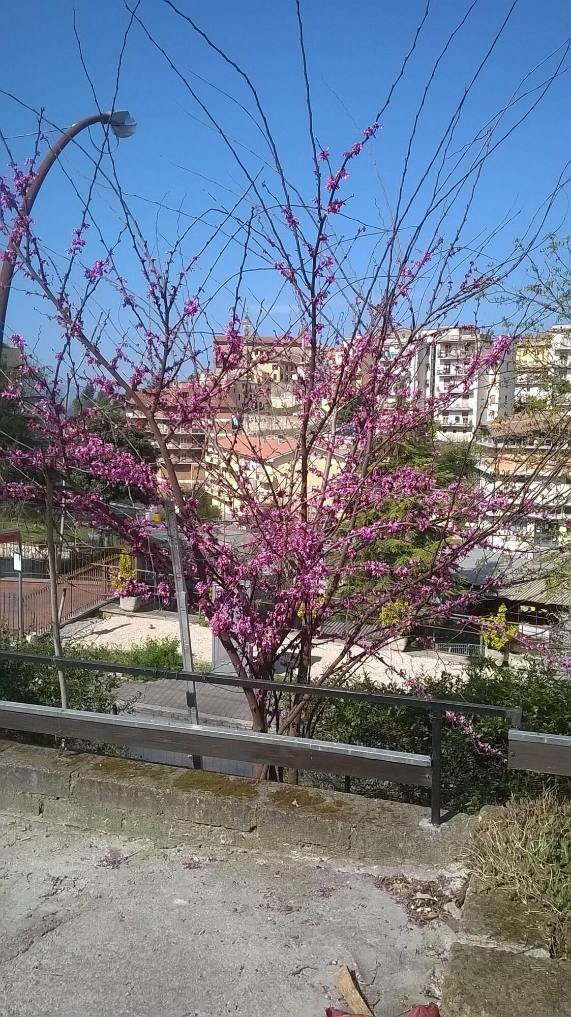 Comodidades del Alojamiento Albergo Da Peppino