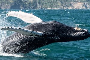 Actividad - Avistamiento de ballenas en Samaná + Cayo Levantado