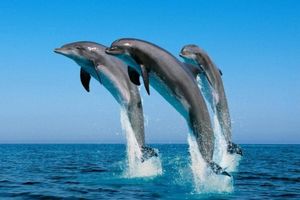 Actividad - Cesenatico: Tour panorámico por la costa adriática