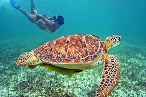 Actividad - Saona: la isla de las tortugas - Tour de un día entero