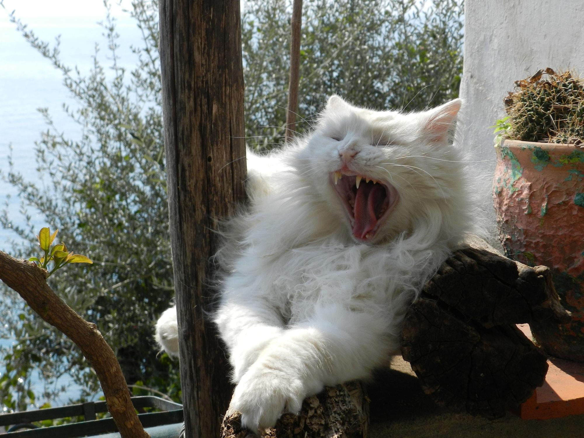 Restaurant La Dolce Vita Residence