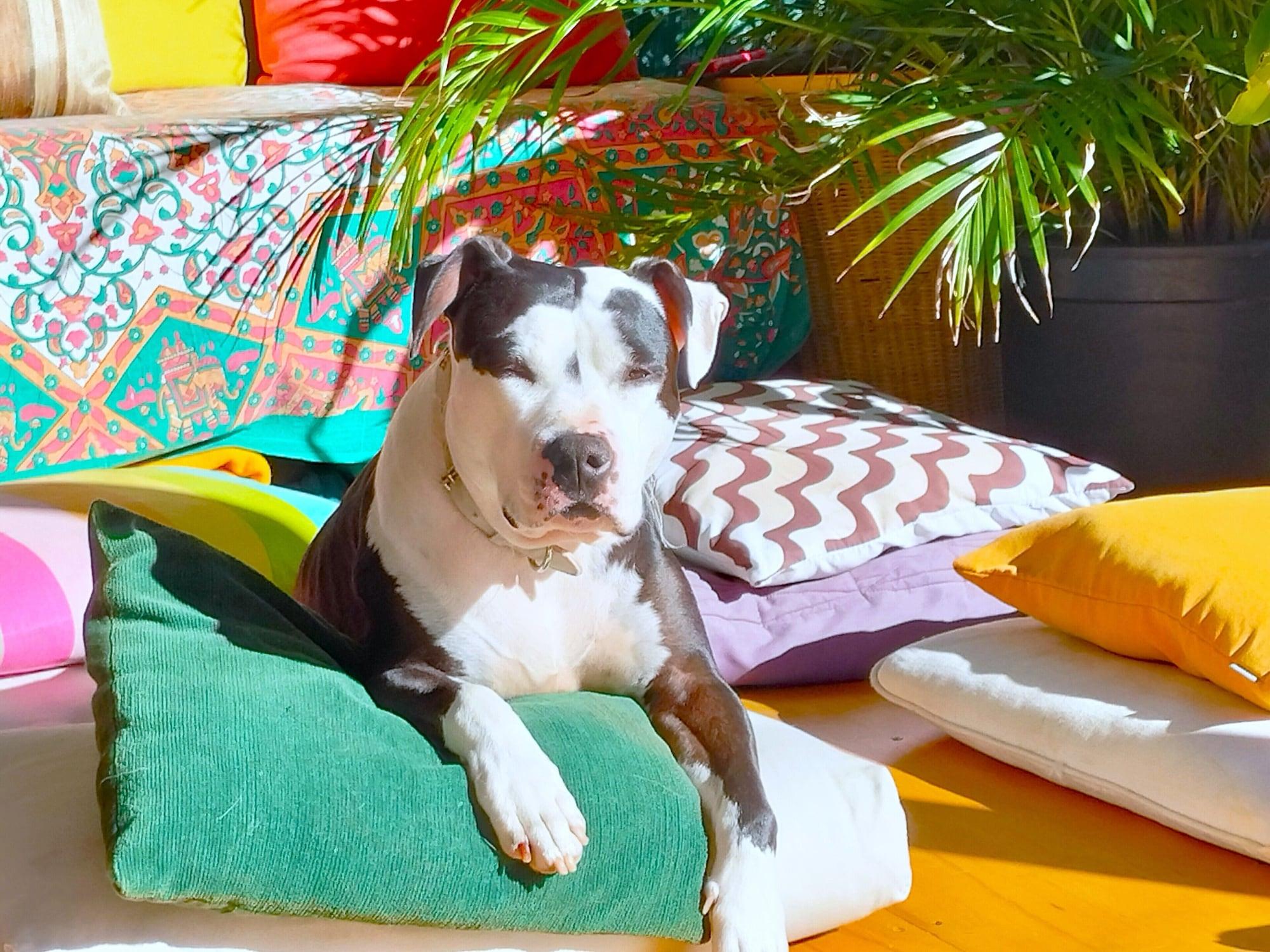 Equipamiento de Habitación Zen Harmony House Sydney