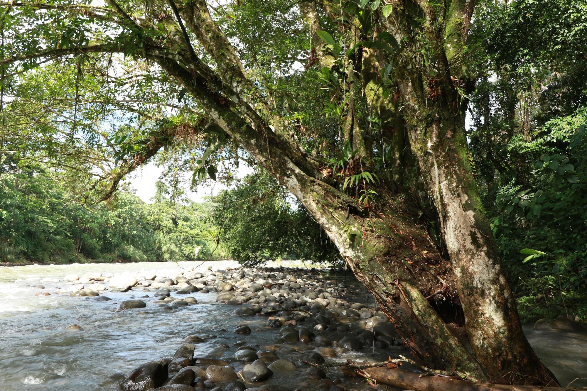 Vista Exterior Tirimbina Rainforest Lodge