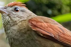 Actividad - Avistamiento de aves en el bosque andino