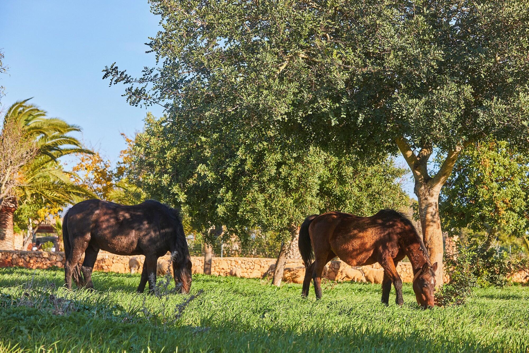 Instalaciones Recreativas Agroturismo Es Quatre Cantons