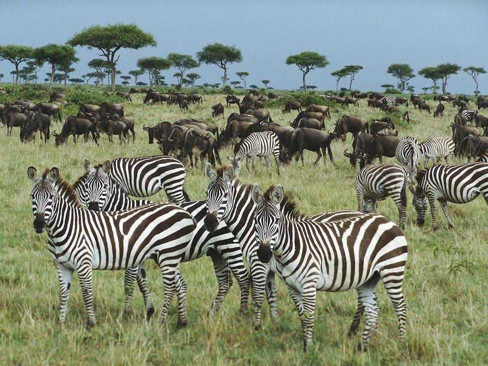 Vista Exterior Africa Safari Camp