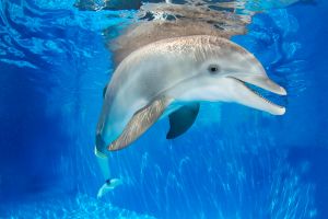 Actividad - Entrada al Acuario Marino de Clearwater