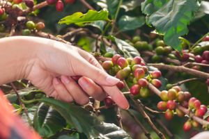 Actividad - Visita a una finca cafetera