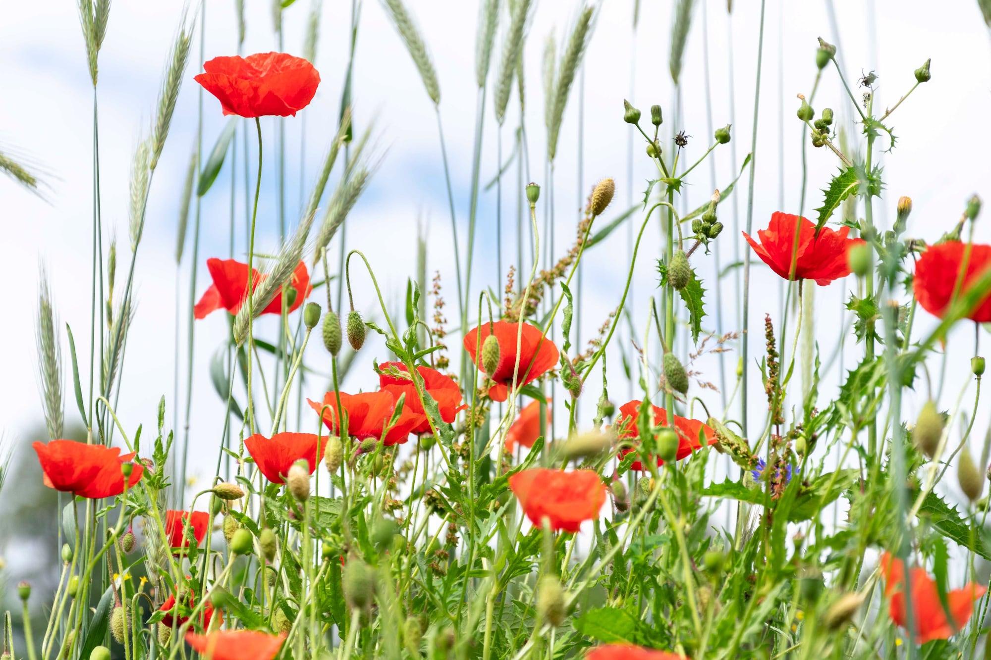 Vista Exterior B&B Sauerland TCF