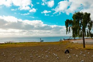 Actividad - Excursión a LLanquihue-Frutillar y Puerto Octay