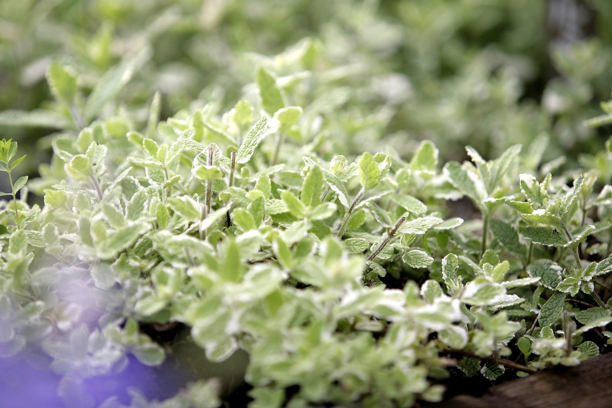 Comodidades del Alojamiento Takamiya Hotel Jurin