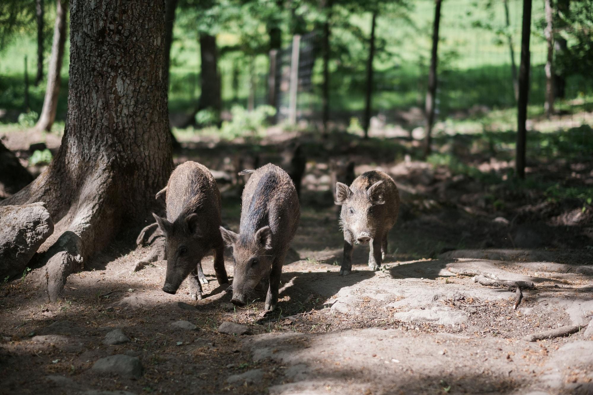 Instalaciones Recreativas Öster Malma Hotell