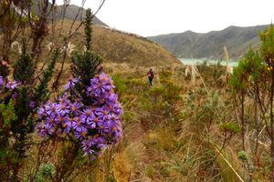Actividad - Tour de cafes especiales de Nariño