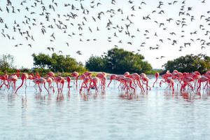 Actividad - Celestún: Tour por la Reserva desde Mérida