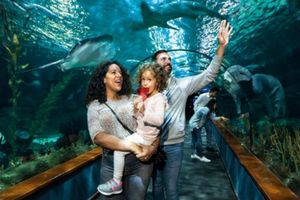 Actividad - Entrada a Loro Parque con traslado del sur
