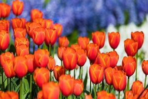 Passeio - Jardins Keukenhof e campos de flores