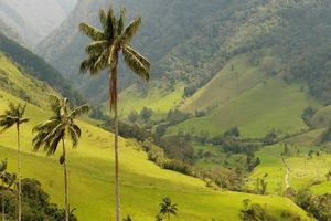 Actividad - Experiencia Cayacoa en Safari – Tour de un día entero