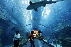 Actividad - Acuario de São Paulo - 4h