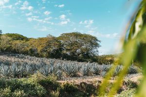 Actividad - Sabores de Sinaloa