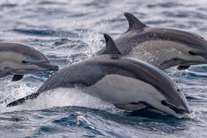 Actividad - Avistamiento de delfines en Isla Aguada