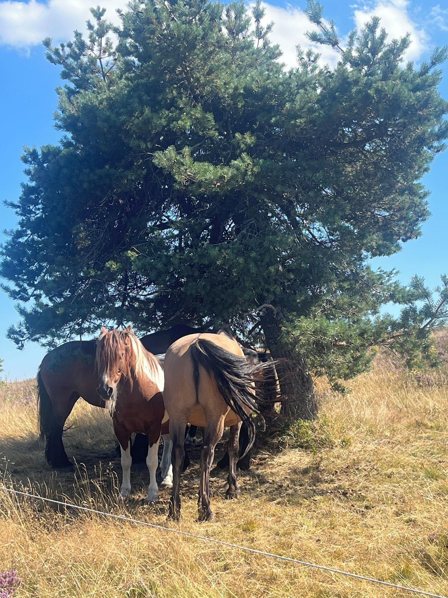 Instalaciones Recreativas Une Odeur de Tilleul