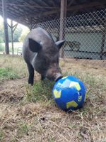 Alquiler Vacacional - Quiet and cozy cottage hidden on the banks of Lake Norman