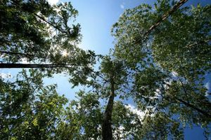 Alojamiento - Belum Rainforest Resort