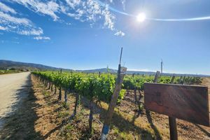 Actividad - Tour de día completo por el valle de Casablanca: visita a 2 viñedos, Emiliana y Casas del Bosque