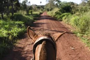 Actividad - Explora la Selva a Caballo: Una Cabalgata Mágica en Iguazú