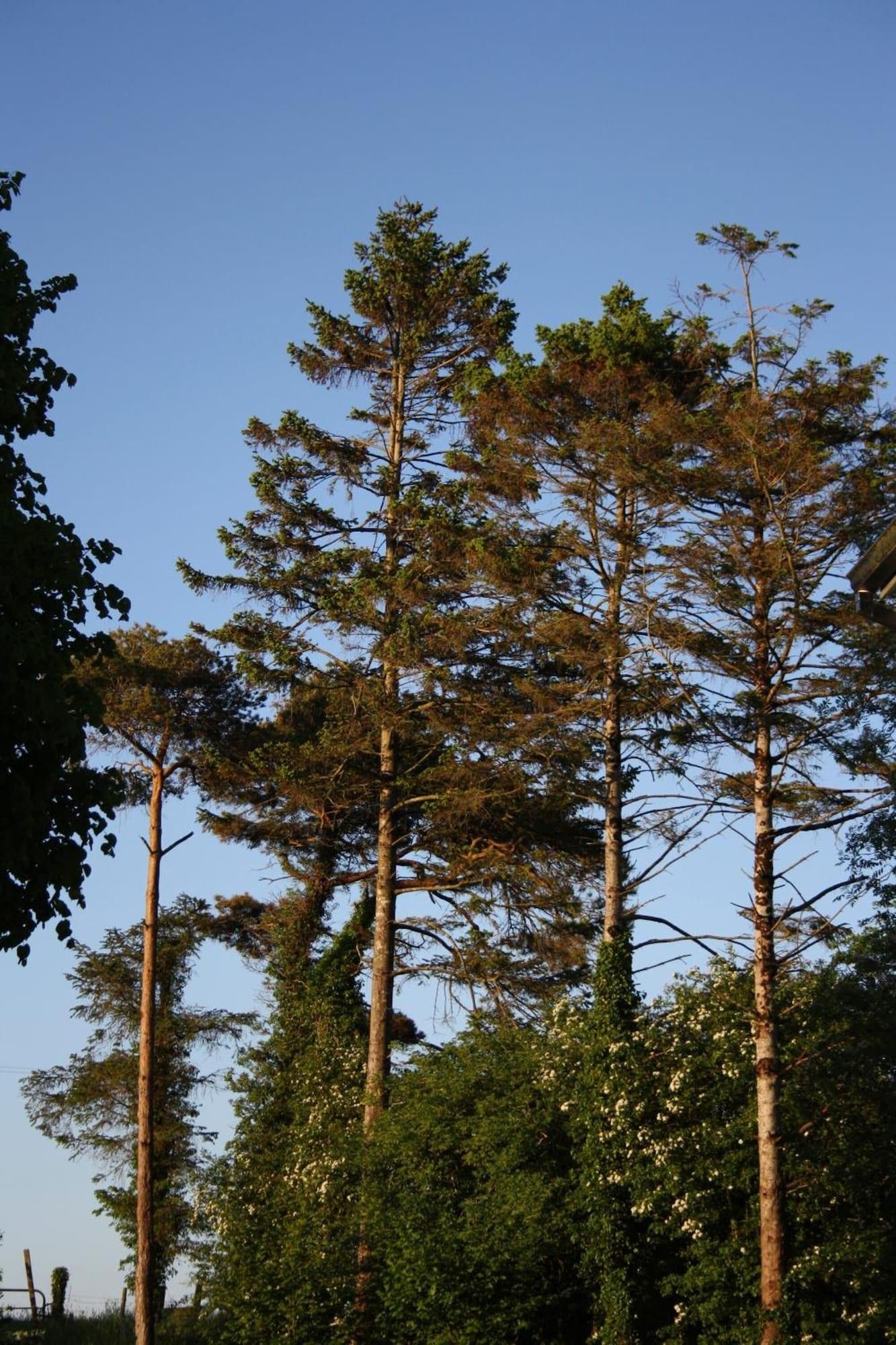 Comodidades del Alojamiento Oldfarm