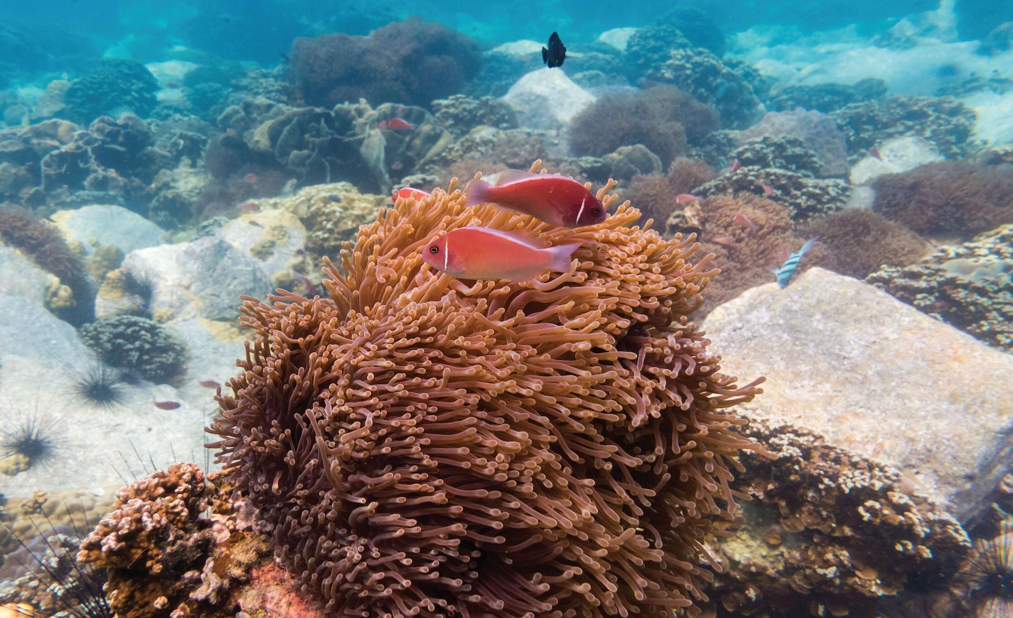 Instalaciones Recreativas Tinkerbell Resort