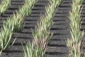 Actividad - Ruta por el norte de Lanzarote