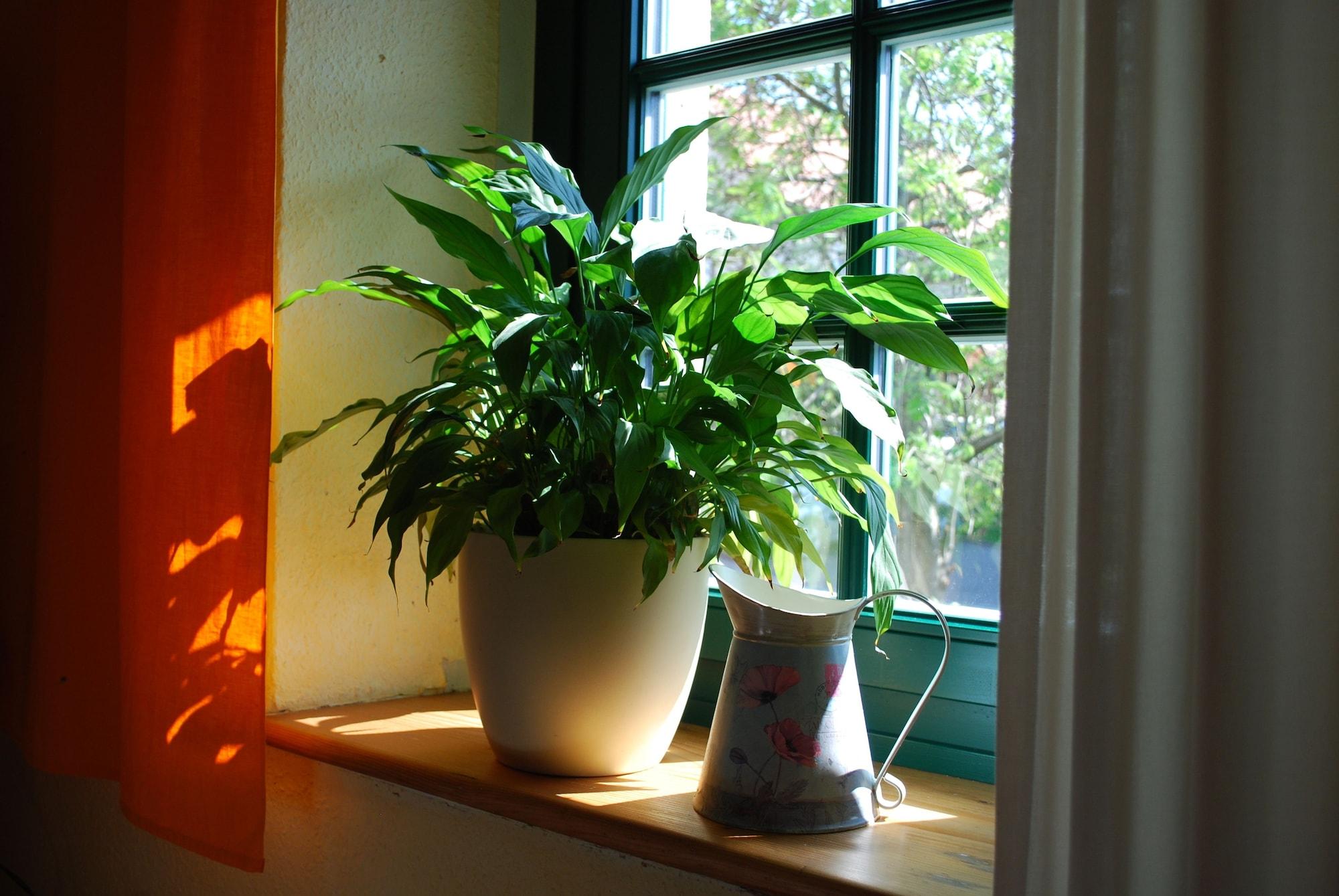 Comodidades del Alojamiento Grüne Idylle im Dresdener Süden