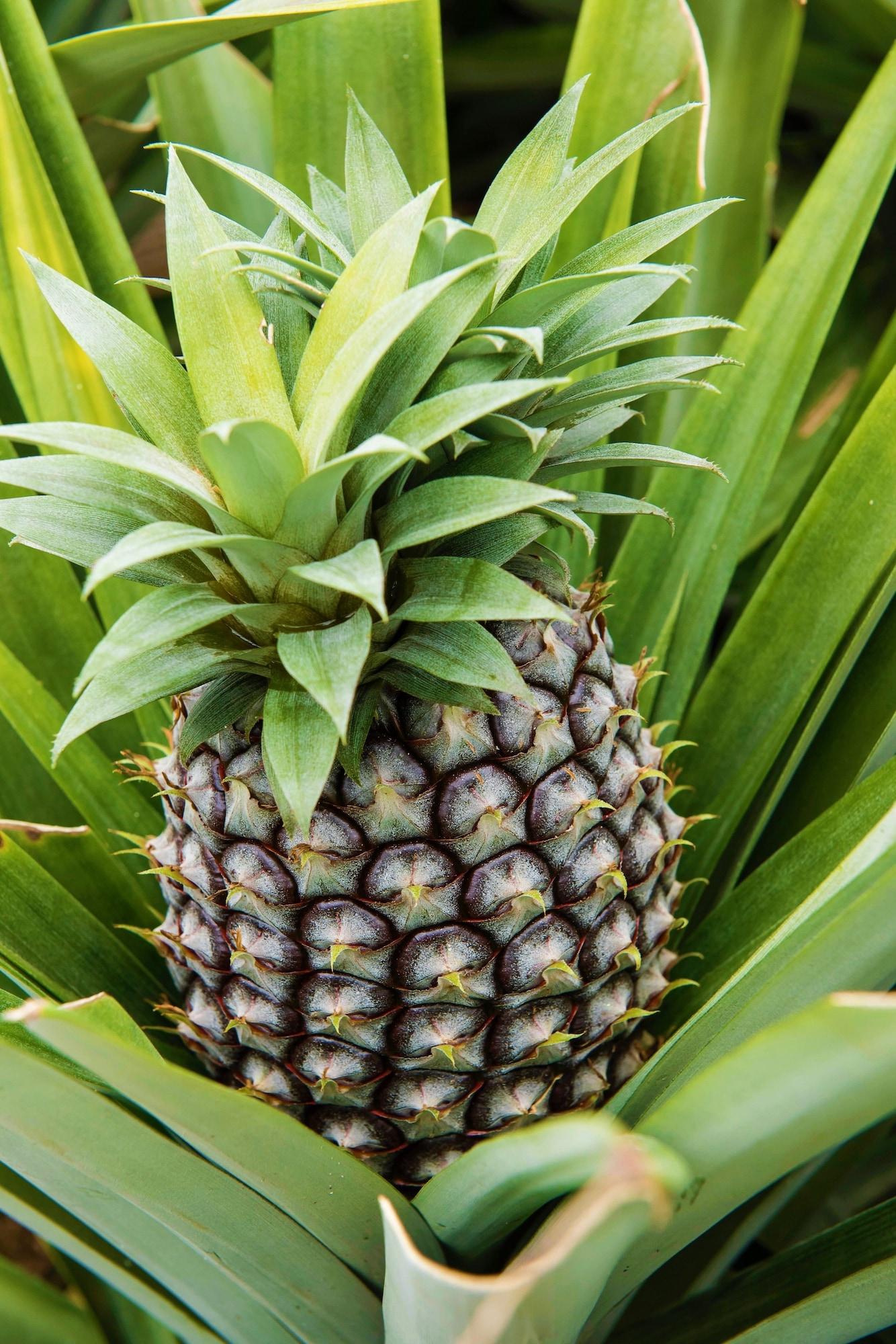 Vista Exterior Herdade do Ananás