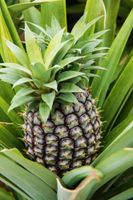 Alojamiento - Herdade do Ananás