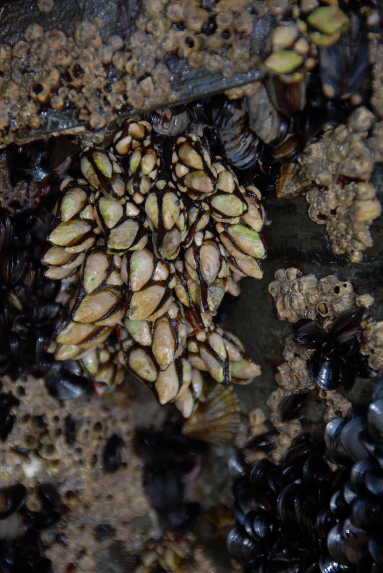 Restaurant Hotel Playa de las Catedrales