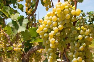 Actividad - Tour del pisco y el vino