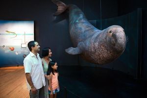 Actividad - Museo Americano de Historia Natural - Entrada