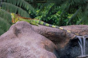 Alojamiento - Volcano Lodge Hotel & Thermal Experience