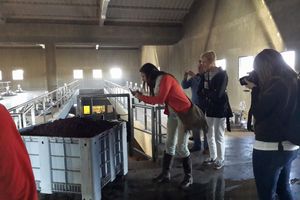 Actividad - Visita a 3 Bodegas y fábrica de aceite de oliva