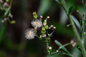 Actividad - Senderismo por el Santuario de Fauna y Flora Iguaque