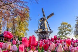 Actividad - Tour a Keukenhof y Zaanse Schans desde Bruselas