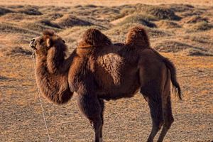 Actividad - Excursión al desierto de Semi Gobi