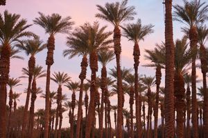 Alojamiento - Palm Springs RV Resort