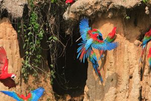 Actividad - Excursión a la collpa Chuncho de guacamayos