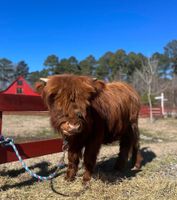 Alojamiento - Coulter Farmstead