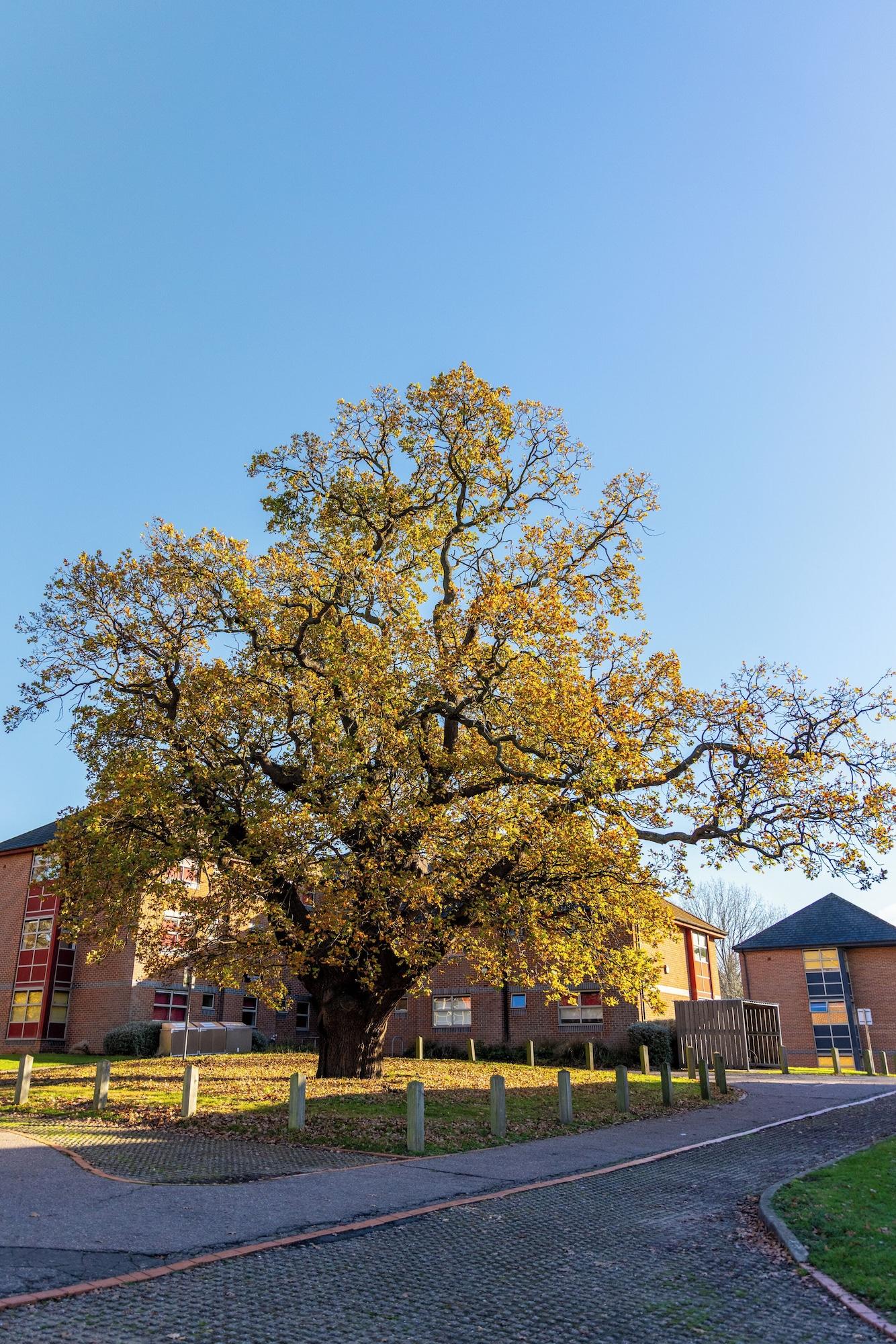 Vista Exterior University of Essex -  Colchester Campus